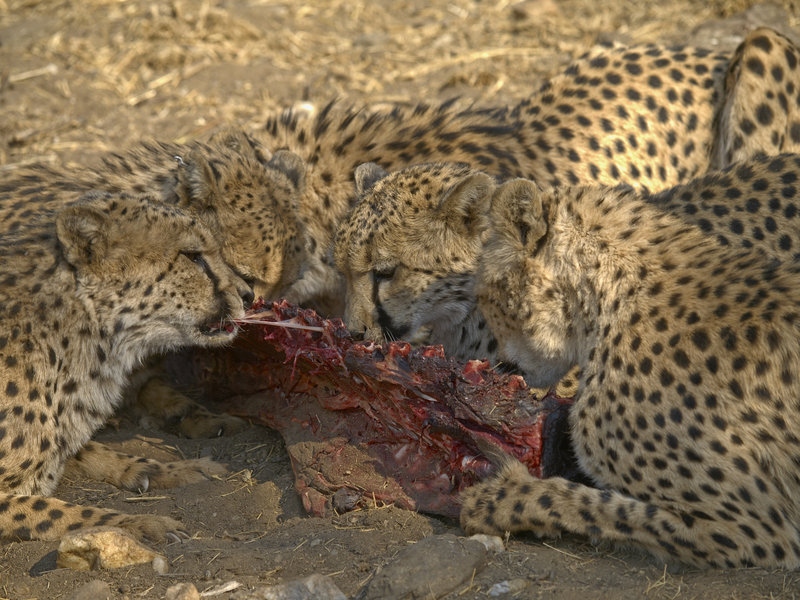 Amani Lodge, Cheetah